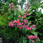 Random Clerodendrum Plants 4–7" Tall, Live Flowering Garden Plants for Patio, Containers and Backyard Landscaping