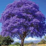 Purple Jacaranda Tree Live Plant, Jacaranda Plant Fully Rooted 6-12'' Tall, Vibrant Flowering Tree for Indoor Outdoor Gardens