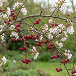 Crabapple Tree Live Plant 6-12 Inches, Crabapple Flowering Fruit Tree in Quart Pot for Patio, Yard and Garden, Hardy Outdoor Tree