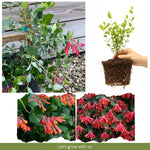 Red Honeysuckle Plant Live, 5-9" Tall, Fragrant Honeysuckle Vine Live Plant, Vibrant Flowers
