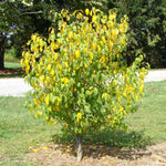 Spicebush Plant Live for Planting, Spicebush Shrub Yellow Flower in Quart Pot,10-14" Tall