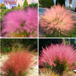 2 Muhly Grass Plants Live, 5-9 Inch Tall Hardy Ornamental Grass Live Plants for Landscaping and Borders (Mixed Muhly Grass)