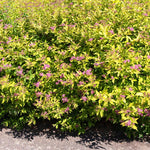 Golden Spirea Shrub Live Tree Plant in Quart Pot, 1 Year Old Well-Rooted, Dormant in Winter, 6-14 Inches in Tall, Winter Meadowsweets Bush for Planting