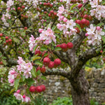 Crabapple Tree Live Plant 6-12 Inches, Crabapple Flowering Fruit Tree in Quart Pot for Patio, Yard and Garden, Hardy Outdoor Tree