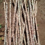 Yuca Plant Live in 4" Potted, Cassava Yuca Trees Sweet Manihot Thick Trunk Seeds Sticks for Outdoor Planting, No CA