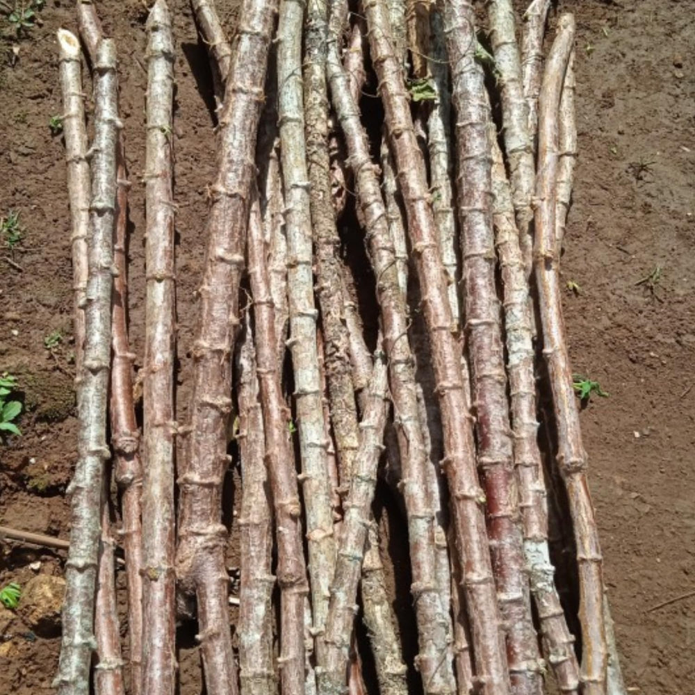 Yuca Plant Live in 4" Potted, Cassava Yuca Trees Sweet Manihot Thick Trunk Seeds Sticks for Outdoor Planting, No CA