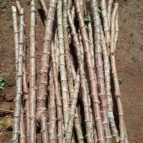 Yuca Plant Live in 4" Potted, Cassava Yuca Trees Sweet Manihot Thick Trunk Seeds Sticks for Outdoor Planting, No CA