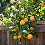 Meyer Lemon Tree 1-2 Ft Tall, Air Layered Citrus Tree in Gallon Pot for Indoor and Outdoor Fruit Growing, Fruit Bearing Trees