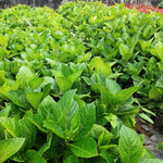 Hydrangea Live Plant Bush Shrub for Planting, 1 Year Old Hydrangea Tree Plant for Outdoor Planting, Change Color Flower Blooms (Double Petals Pink White to Purple)