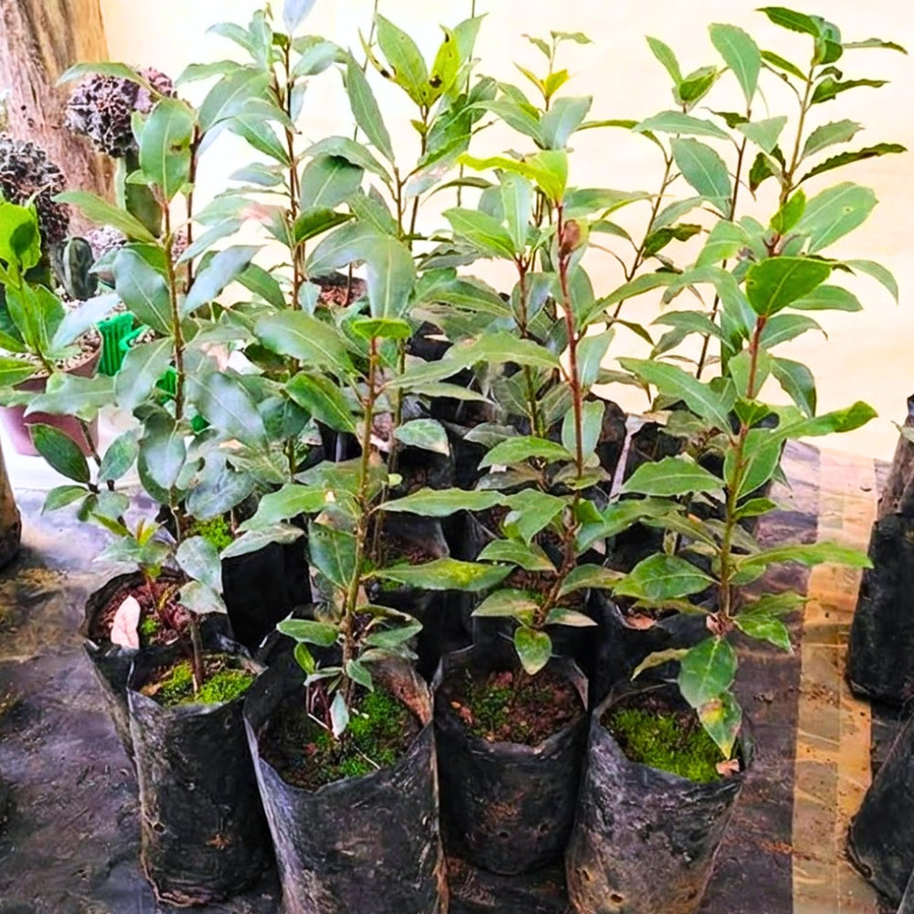 2 Bay Leaf Plants Live, Laurus Nobilis Sweet Bay Laurel Live Plants, 4-9" Tall, Fragrant Herb Indoor Outdoor