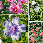 5 Mixed Althea Rose of Sharon Hibiscus Shrubs Live Seedlings, Bareroots 1 to 2 Feet Tall, Hardy Perennial Flowering Bushes for Garden