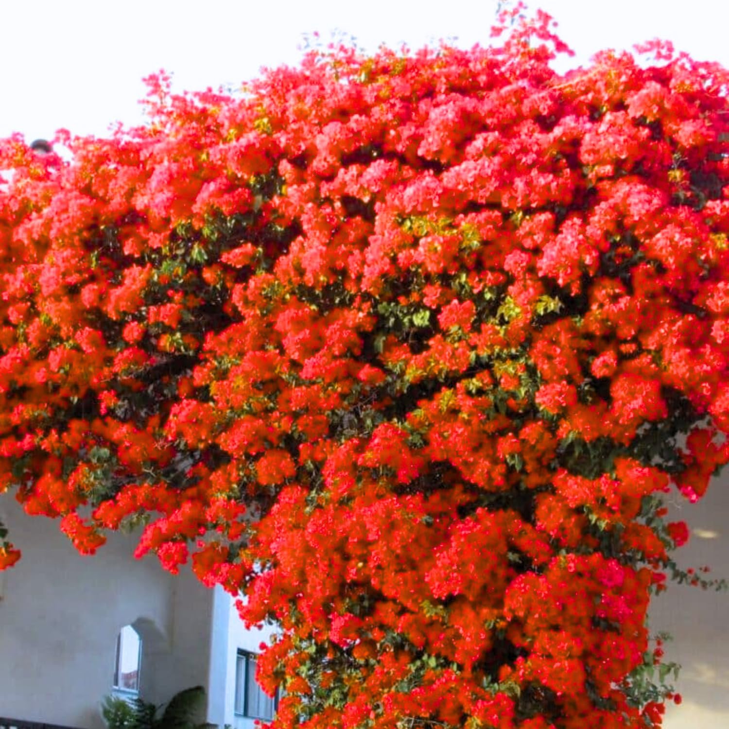 3 Bougainvillea Vine Plants, Bougainvillea Plants Live for Outdoor Landscaping and Containers, 4-7 Inch Tall Well-Rooted, No Pot (Double Red Bougainvillea)