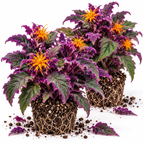 2 Gynura Aurantiaca Live Plants, Indoor Houseplant, 4-8 Inch Tall