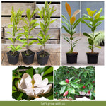 Magnolia Tree Live Plant 6 to 12 Inch Height, Fragrant Magnolia Plant Live to Grow, Magnolia Bush Flowers (Sweetbay Magnolia)