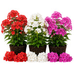 Upright Phlox Live Plant 4-7 Inches, Garden Phlox Perennial Flower Starter for Outdoor Garden, Random Color Plants