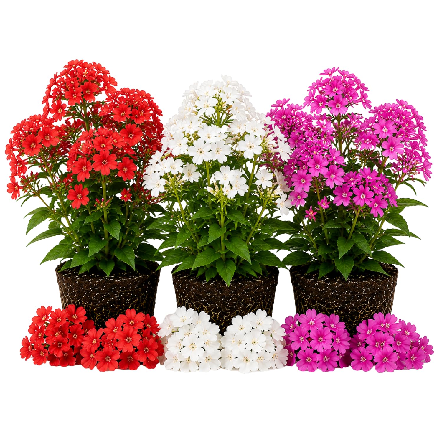 Upright Phlox Live Plant 4-7 Inches, Garden Phlox Perennial Flower Starter for Outdoor Garden, Random Color Plants