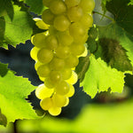 2 Rare Grape Vines Live Plants, Sweet Starter Grapevine from 5 to 8 Inches in Tall, Easy to Grow Indoor Outdoor, No Pot (Green Yellow)