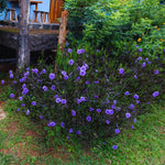 6 Purple Mexican Petunia Plants Live for Planting Outdoors, 5 to 7 Inc Tall, Perennial Outdoor Indoor
