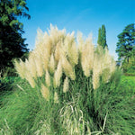 2 Dwarf Blue Pampas Grass Plants Live, 5-9 Inch Tall, Ornamental Grass Live Plants for Outdoor Landscaping