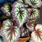 2 Live Begonia Angel Wing Maculata Set, Size 5-9 Inch Tall, Assorted Polka Dot Begonia Plants, Indoor Outdoor Decorative Houseplants (Fire)