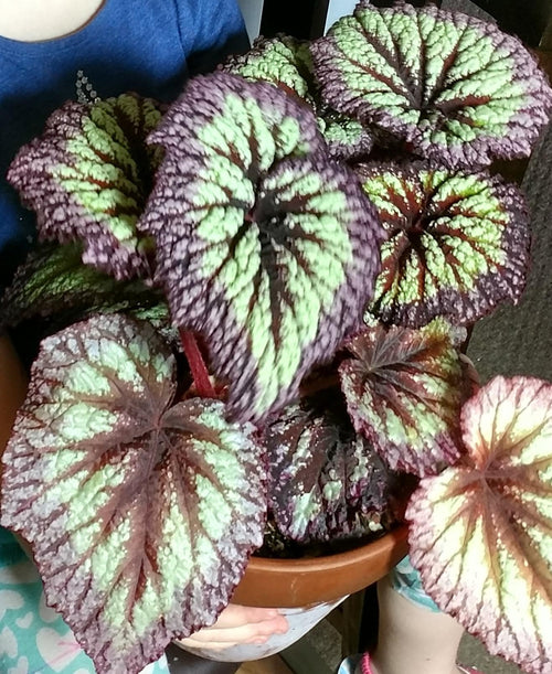2 Live Begonia Angel Wing Maculata Set, Size 5-9 Inch Tall, Assorted Polka Dot Begonia Plants, Indoor Outdoor Decorative Houseplants (Fire)