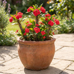 Red Euphorbia Crown of Thorns Plant, Perennial Succulent Live Plant Indoor Outdoor 4-7 Inches