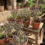 Set of 2 African Basil Live Plants 4-7 Inches, Fragrant Basil Herb Starter for Gardening, Fast Growing, Drought Tolerant