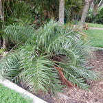 Palm Tree Plant, Live Tropical Palm Tree, Fully Rooted in 3 Gallon Pot, Ready for Outdoor Planting (Seashore Palm)
