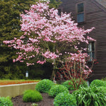 Set 2 Pink Dogwood Trees for Planting Outdoors, 6 to 12 Inc Tall in 2.5" Pot, Pink Flowering Dogwood Trees Live Plants, Pink Dogwood Tree Plants
