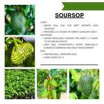 Sweet Soursop Tree Live Plant, Tropical Annona Muricata Sourop Plant Live, 6-10” Tall in Pot