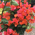 2 Bougainvillea Live Plants, Tropical Bougainvillea Flowering Vine, Fast Growing Outdoor and Container Plant, 4-8'' Tall (Orange Blooms)