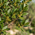 2 Bay Leaf Trees Live, Sweet Bay Laurel for Planting 4-7'' Tall, Live Fragrant Herb Plant for Indoor and Outdoor