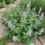 Set 3 Catnip Live Plants, Starter Herb Plants 4-7 Inches, Perennial Catnip for Outdoor Garden