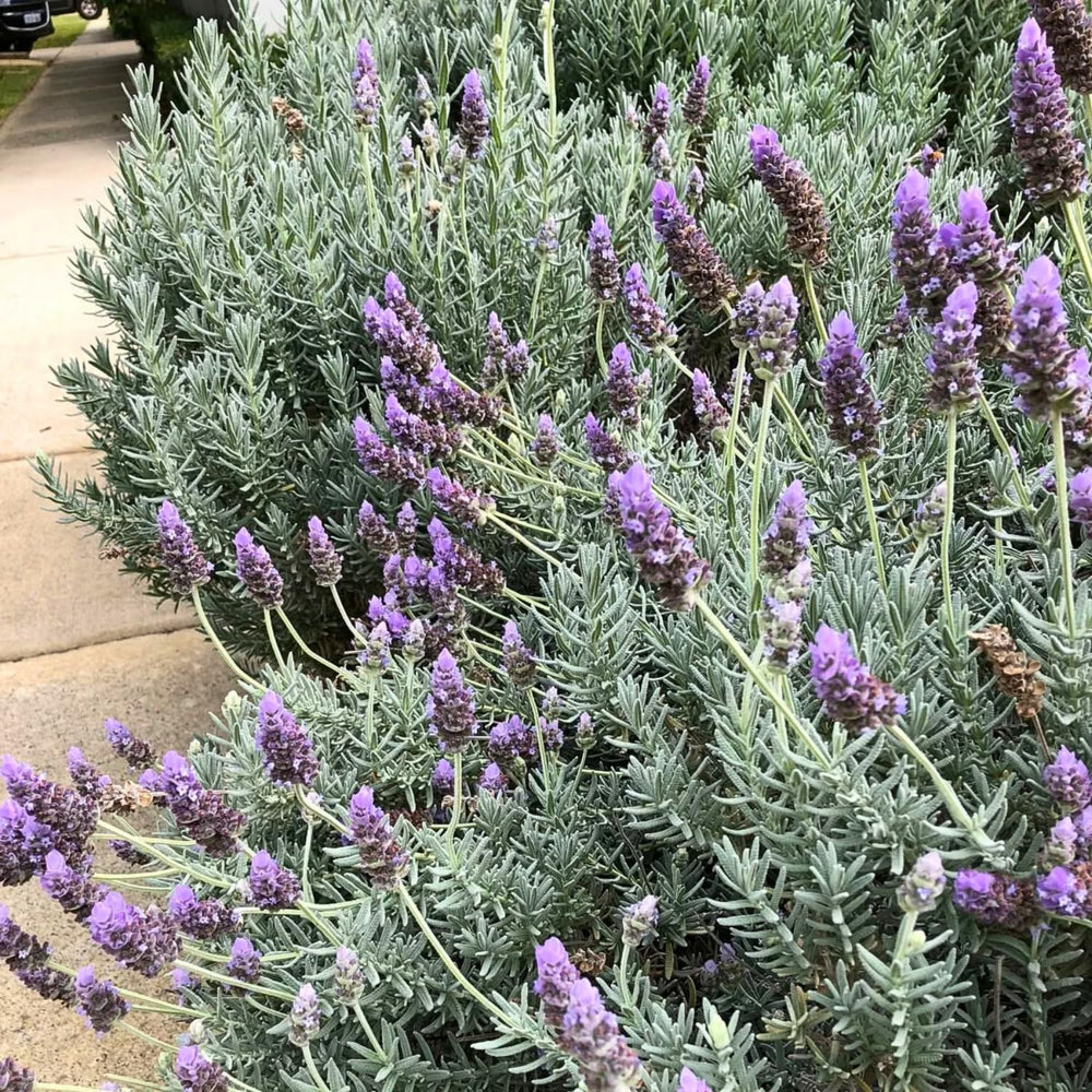 Pack 2 Lavender Live Plants 4-8 Inches, Hardy Fragrant Perennial Outdoor Herb Plant (Creek Lavender)