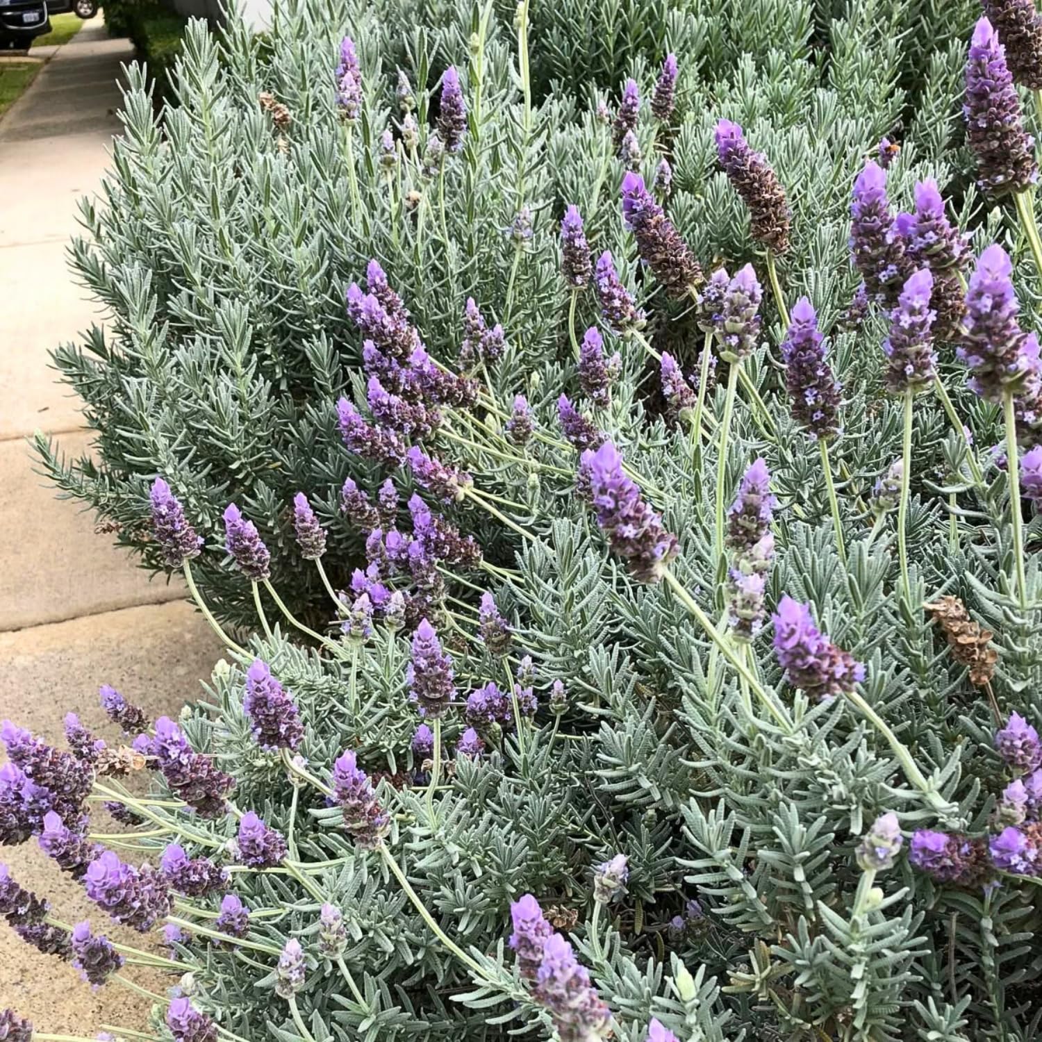 Pack 2 Lavender Live Plants 4-8 Inches, Hardy Fragrant Perennial Outdoor Herb Plant (Creek Lavender)
