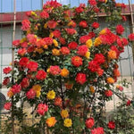 Climbing Roses Live Plants, Rose Bushes Ready to Planting, No Pot, Cut Back, Well Rooted, 6-8 Months Old (Red Orange to Yellow)