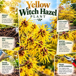 1 Pot Yellow Witch Hazel Tree Plant Live, Patio Shrub, 6-12" Tall