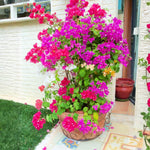 2 Bougainvillea Live Plants, Tropical Bougainvillea Flowering Vine, Fast Growing Outdoor and Container Plant, 4-8'' Tall (Mix Colors)
