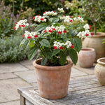 2 Clerodendrum Flowering Plants Live, Chains of Glory Vine Light Bulbs Plant 4-8 Inches for Growing Indoor Outdoor (Random Clerodendrum)
