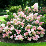 2 Hydrangea Plant Live, Hardy Hydrangea Bush Shrub for Outdoor Garden Planting, Bare Roots Dormant 6-12 Inch (Pink White Hydrangea)