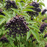 Dormant Live Elderberry Tree in Quart Pot, Sweet Fruit-Bearing Shrub, Container and Garden Planting