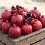 Pomegranate Plant in Half Gallon Pot, 1 Year Old Sweet Pomegranate Plant Live, Hardy, Fruit-Bearing Tree for Garden or Patio