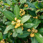 2 Bay Leaf Plants Live, Laurus Nobilis Sweet Bay Laurel Live Plants, 4-9" Tall, Fragrant Herb Indoor Outdoor