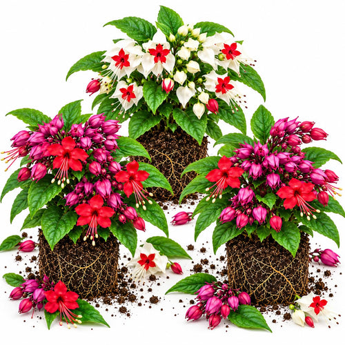 3 Mixed Bleeding Heart Plants Live, Clerodendrum Ornamental Flower, 5-10"
