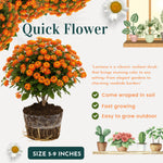 2 Lantana Plants Live for Planting Outdoor, 5-9" Lantana Trees Live Plants for Trailing, Fences Perennial Growing (Orange)