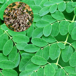 Moringa Tree Live Plant, Moringa Oleifera Plant 6-10'' Tall, 4'' Potted Plant Ready to Grow Outdoor