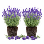 2 Phenomenal Lavender Plants 4–7" Tall, Fragrant Lavender Flowering Garden Plants for Patio, Containers and Backyard Landscaping