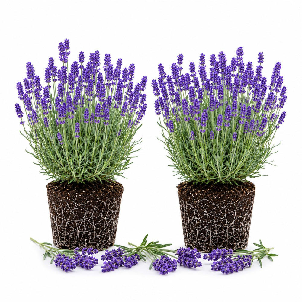 2 Phenomenal Lavender Plants 4–7" Tall, Fragrant Lavender Flowering Garden Plants for Patio, Containers and Backyard Landscaping