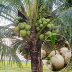 Live Green Coconut Tree Plant, Sprouted Coconut, Tropical Fruit Tree, 6-8 Inch Tall for Outdoor Growing