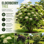 Dormant Live Elderberry Tree in Quart Pot, Sweet Fruit-Bearing Shrub, Container and Garden Planting